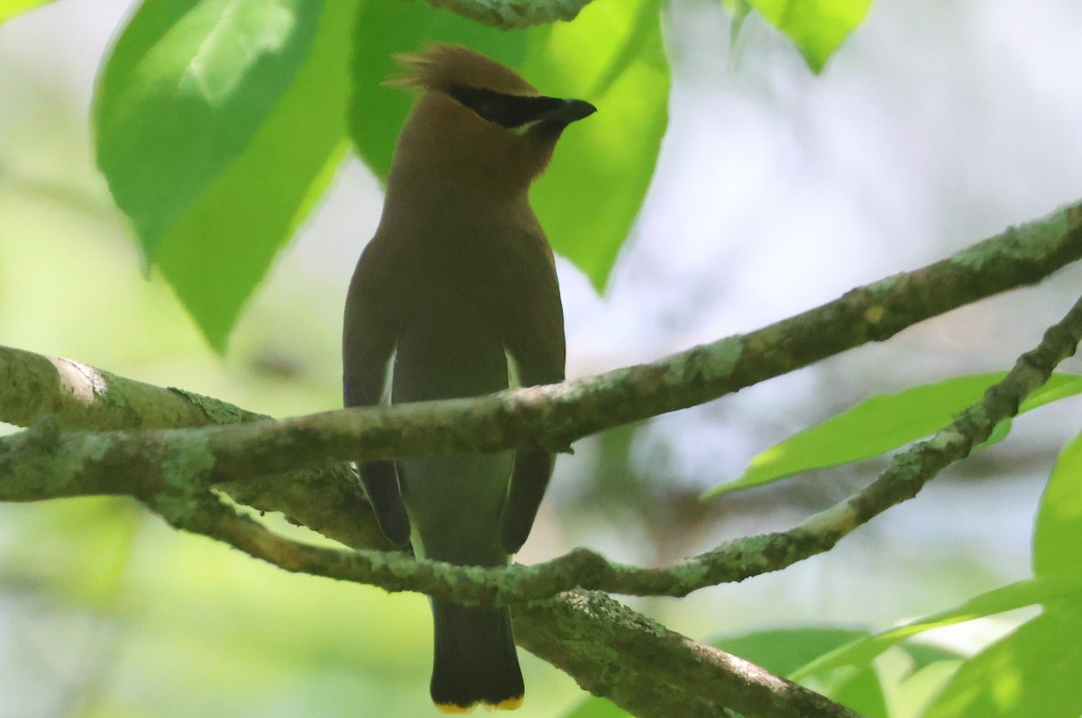 Cedar Waxwing - Tony Shrimpton