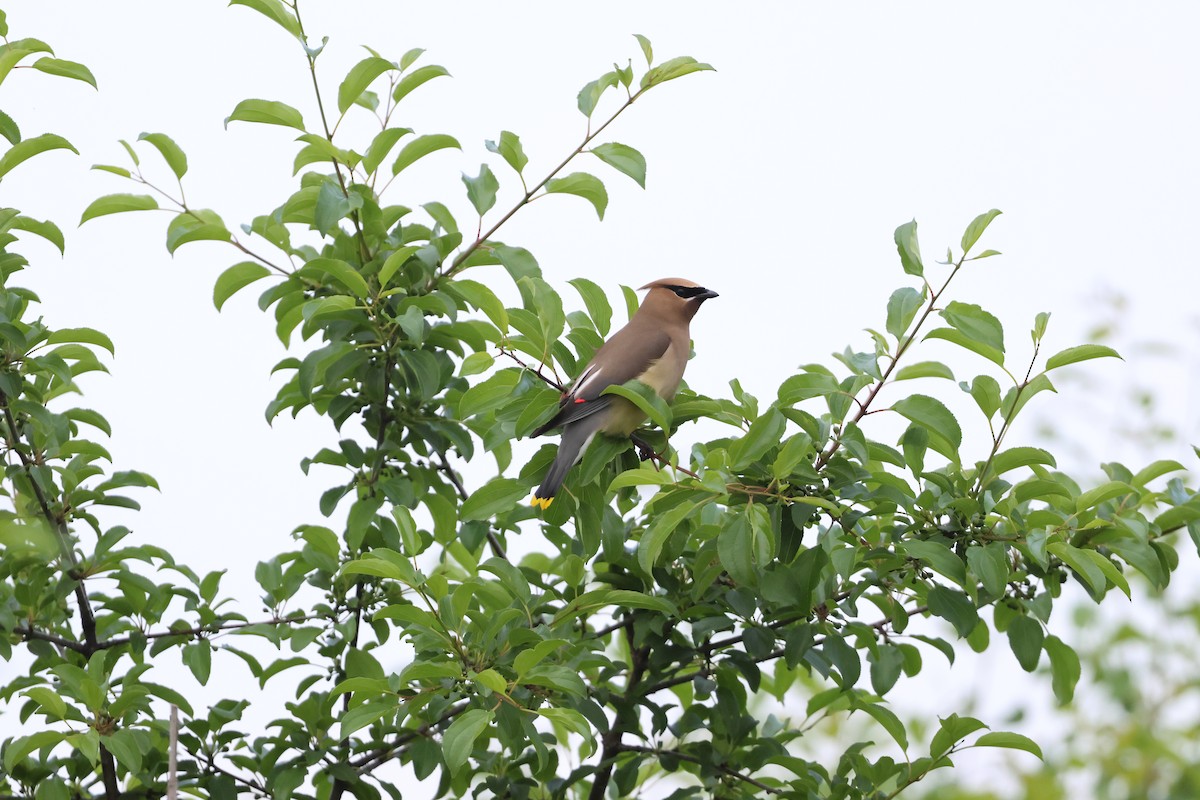 Cedar Waxwing - Tony Shrimpton