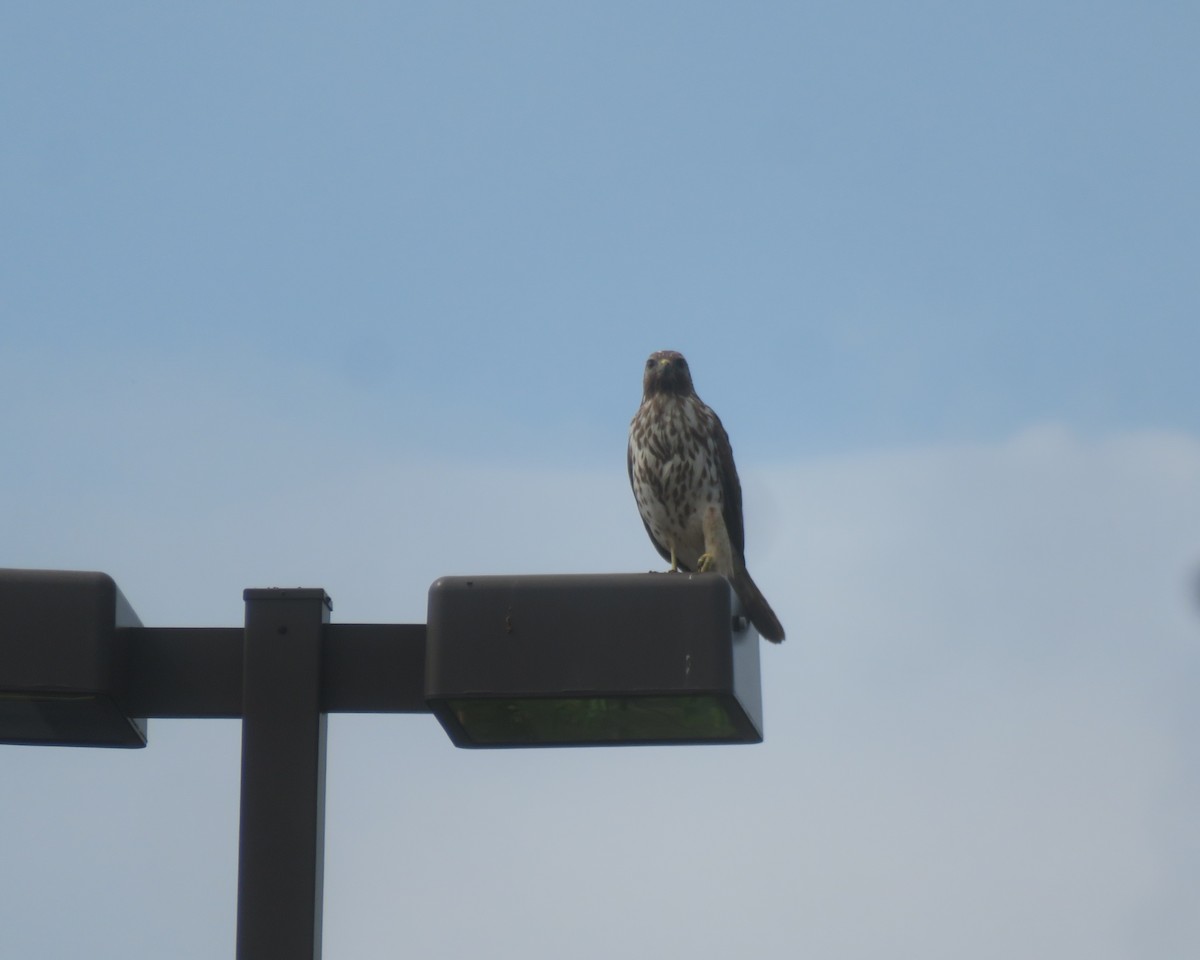 Red-shouldered Hawk - August Mirabella