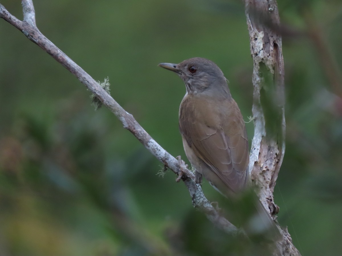 Pale-breasted Thrush - Cristian Cufiño