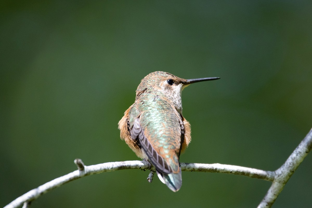 Rufous Hummingbird - Danielle Lacasse