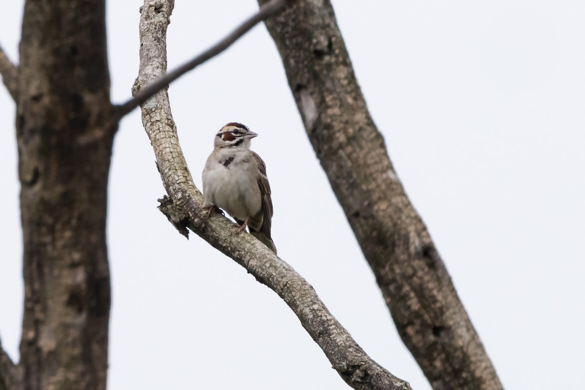 Lark Sparrow - Kees de Mooy