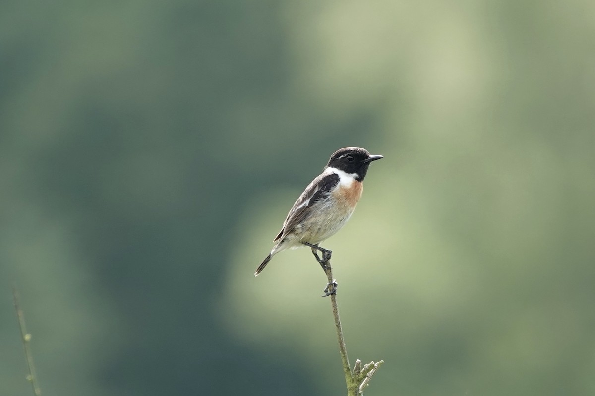 European Stonechat - ML619635520