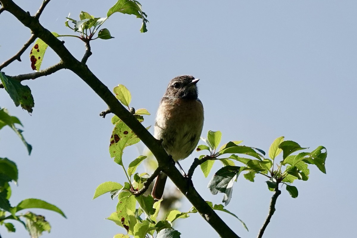 European Stonechat - Karin Karmann