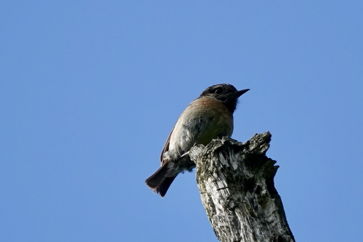 European Stonechat - Karin Karmann