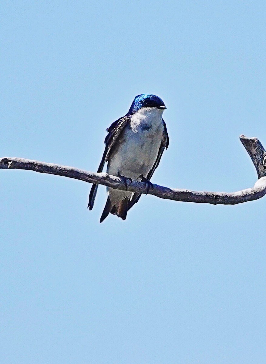 Tree Swallow - Jim Ward