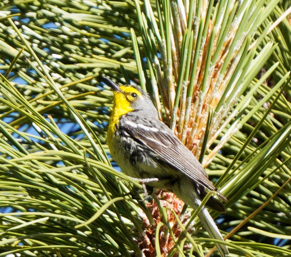 Grace's Warbler - Gaurav Parekh