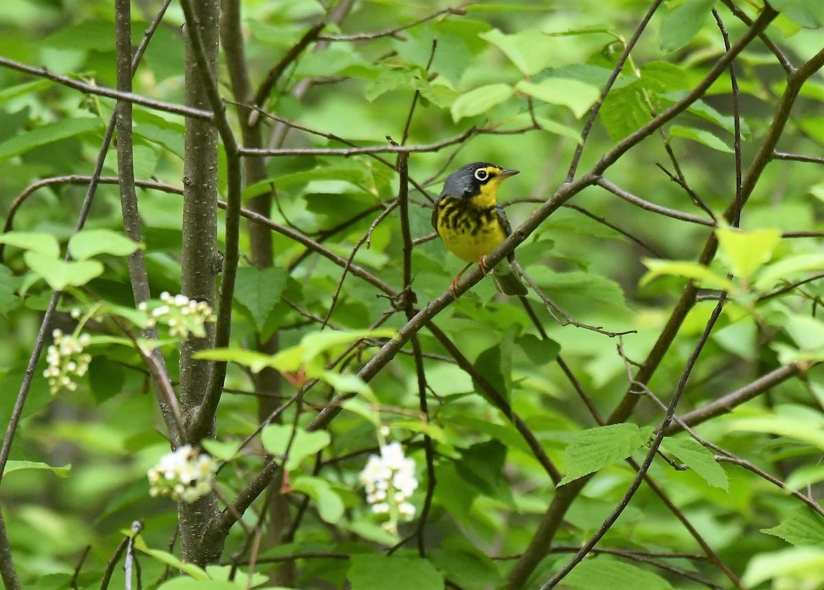 Canada Warbler - Marcia Suchy