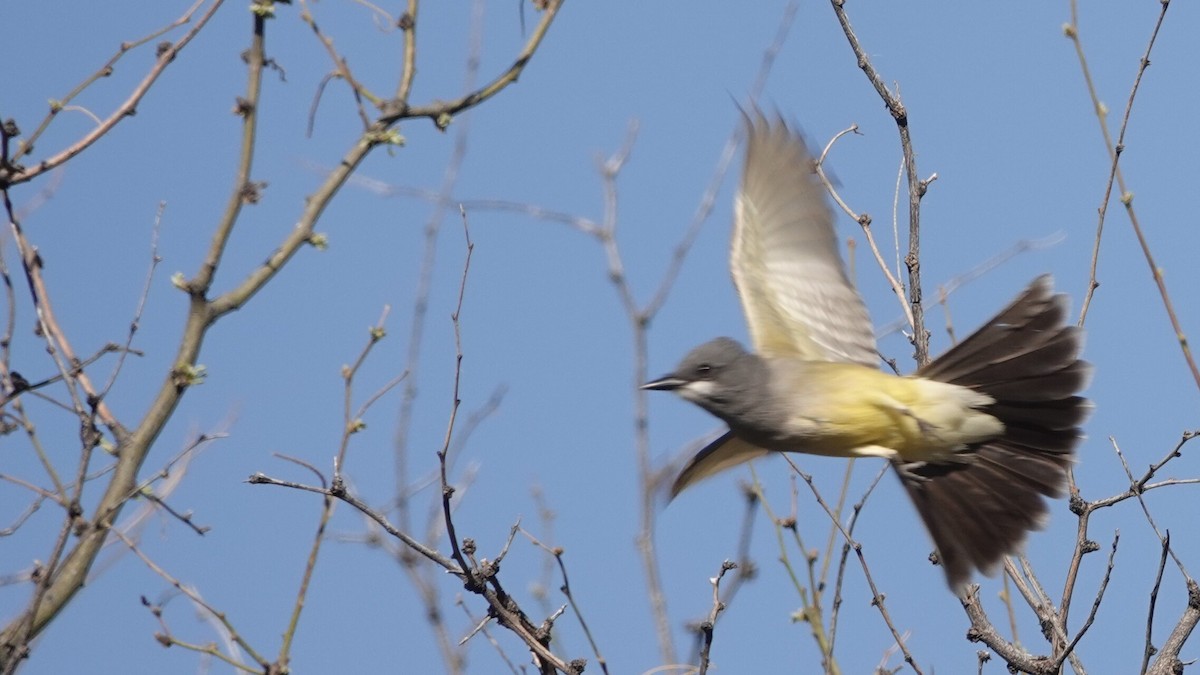 Cassin's Kingbird - leo wexler-mann