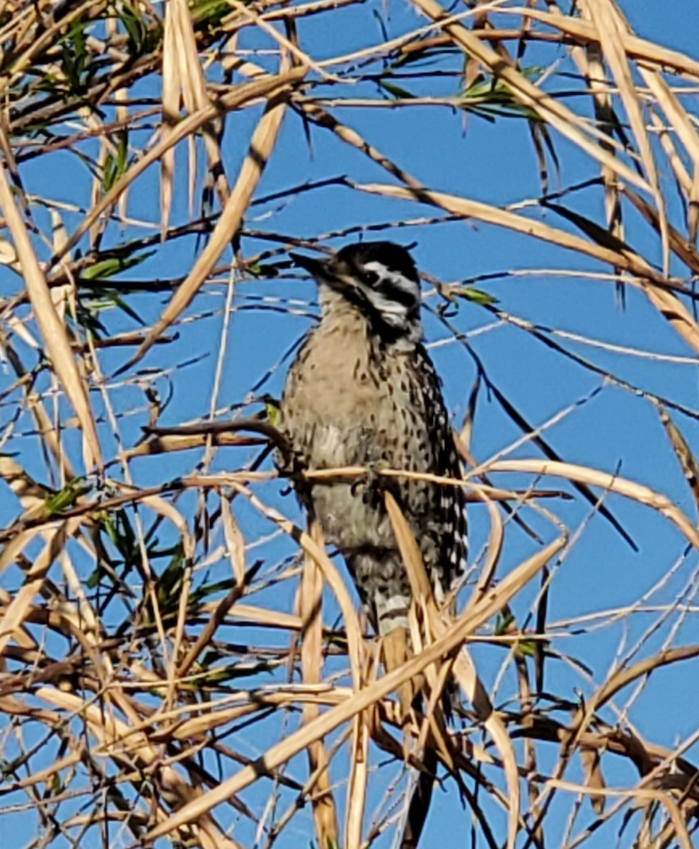 Ladder-backed Woodpecker - Nancy Cox