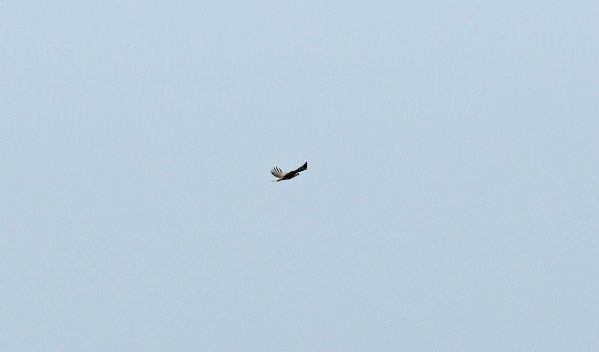 Long-legged Buzzard - Andrew Steele