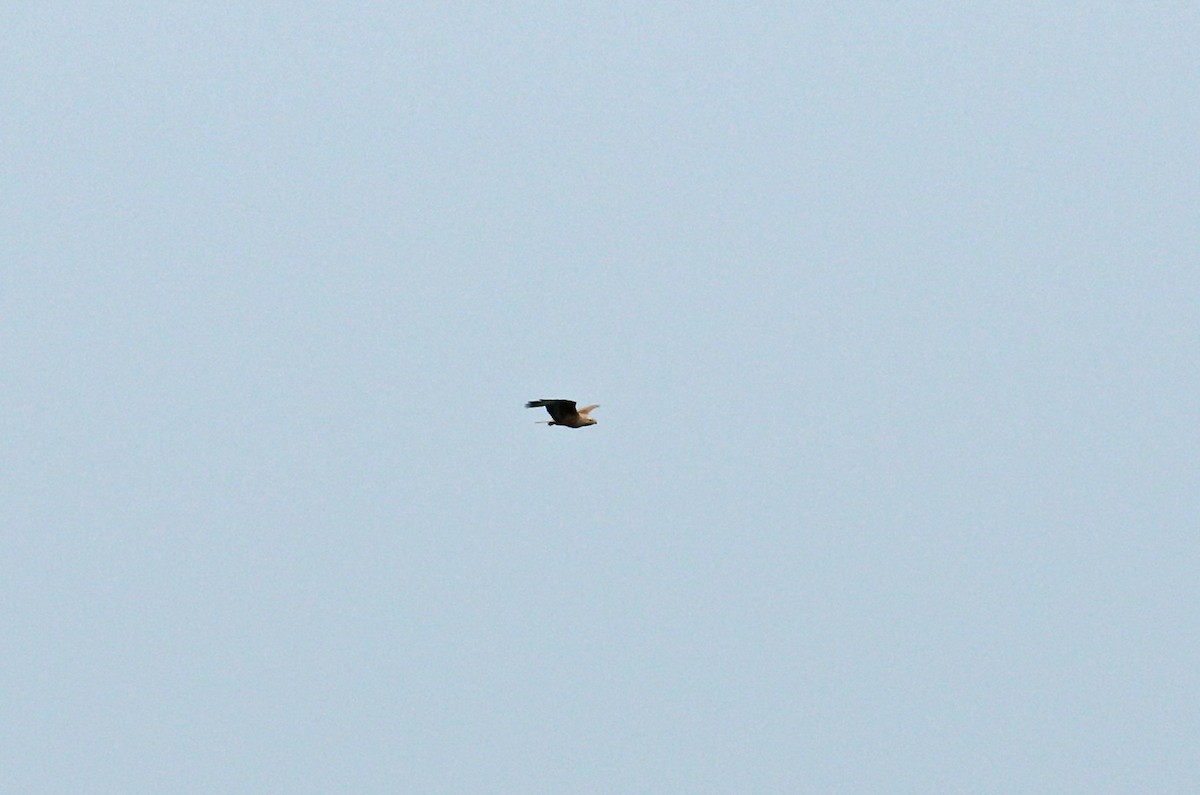 Long-legged Buzzard - Andrew Steele