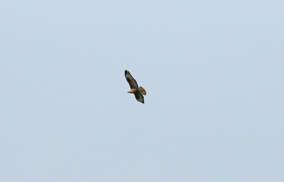 Long-legged Buzzard - Andrew Steele