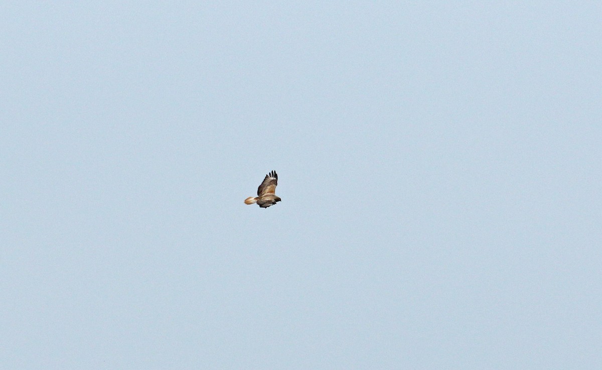 Long-legged Buzzard - Andrew Steele