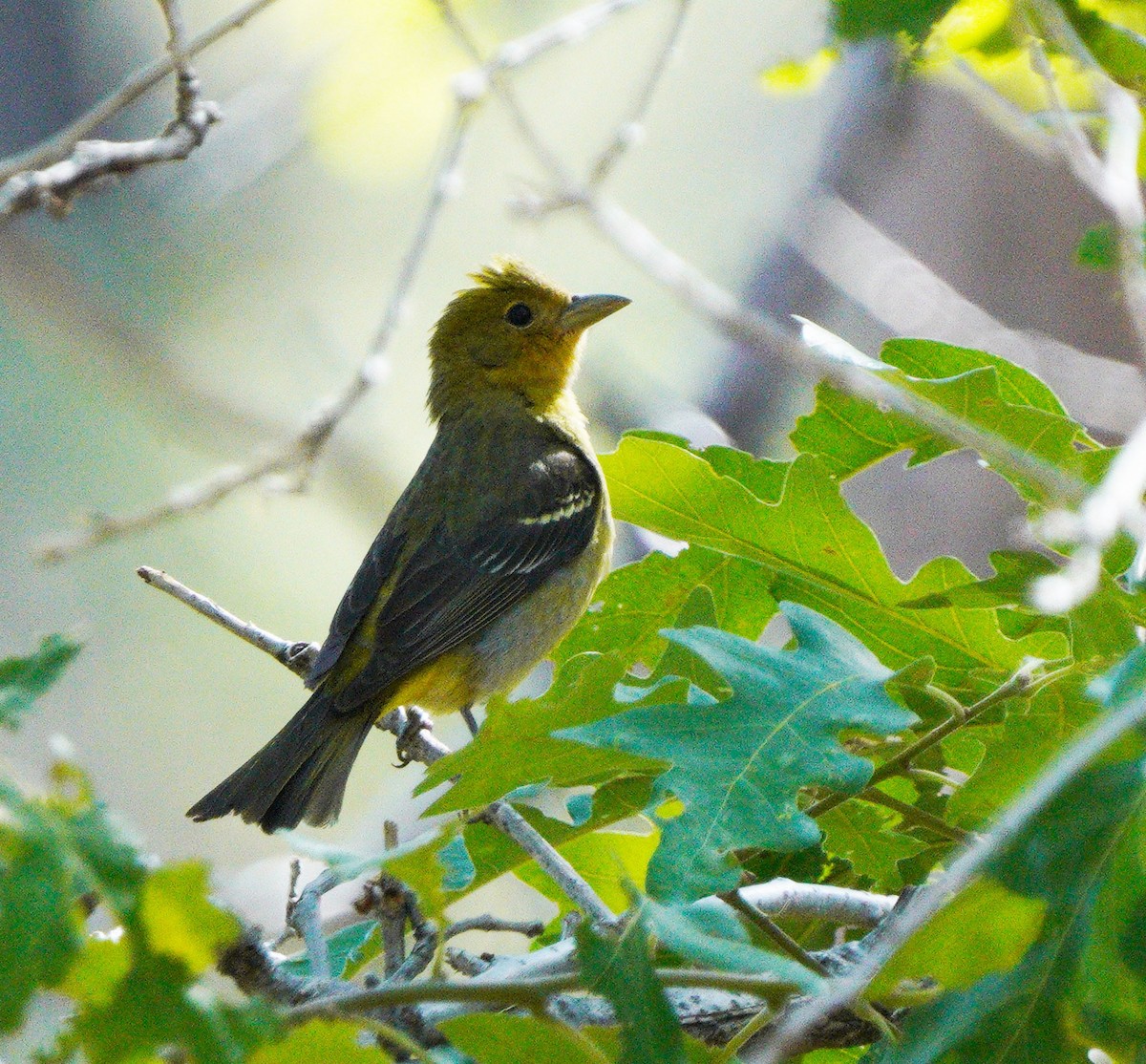 Western Tanager - ML619635551