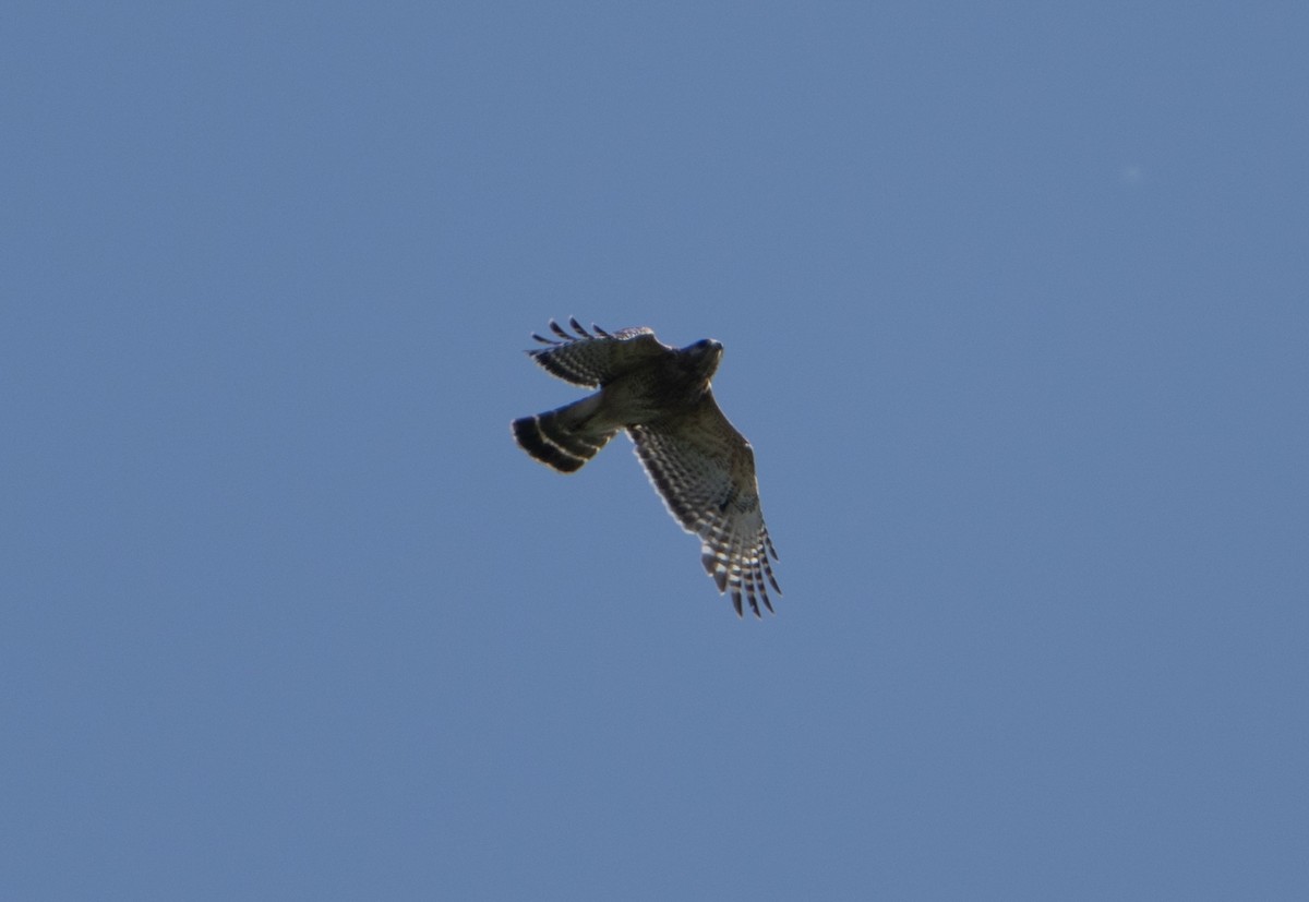 Red-shouldered Hawk - Justin Labadie