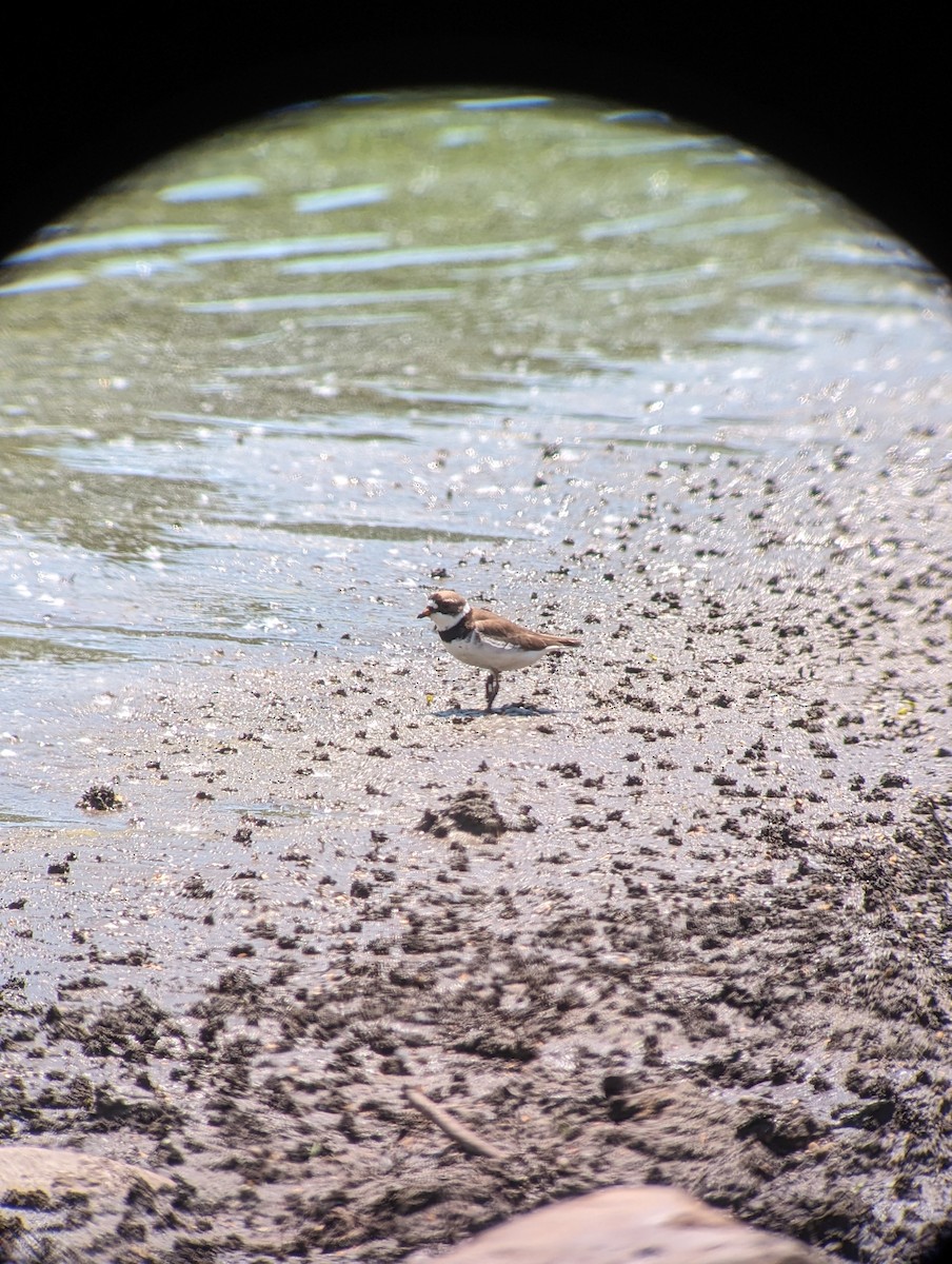 Semipalmated Plover - Diego Bustamante