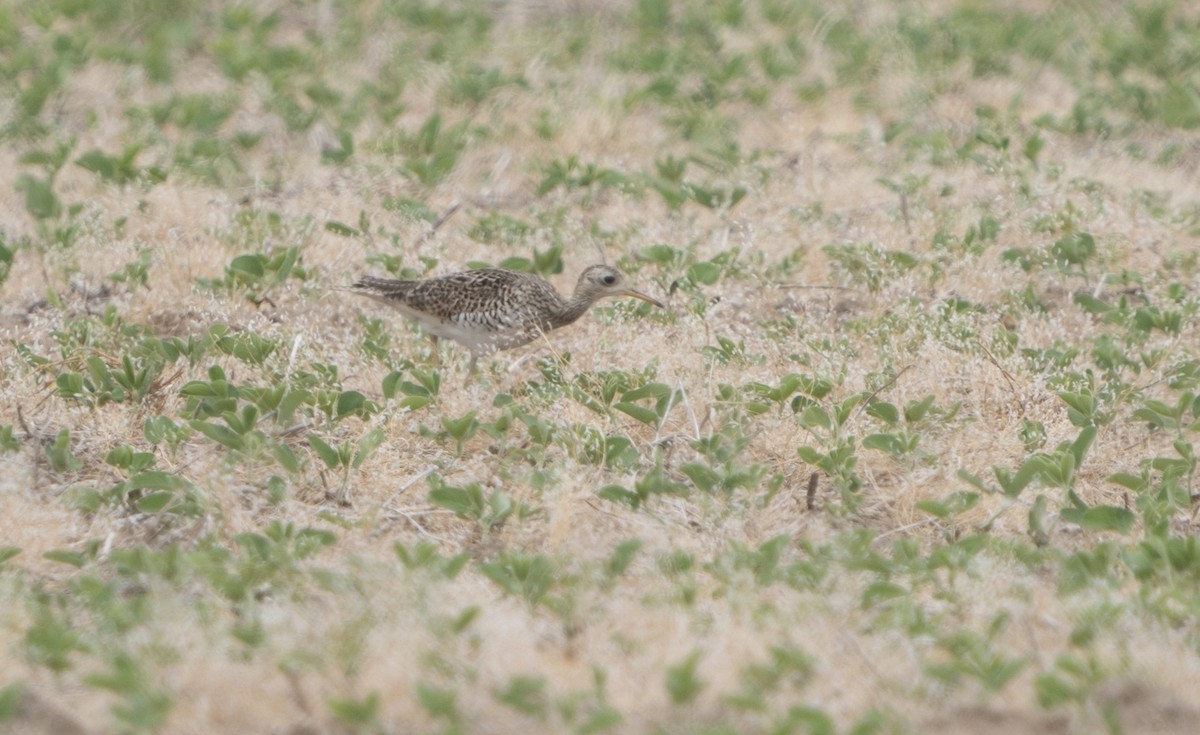 Upland Sandpiper - Justin Labadie