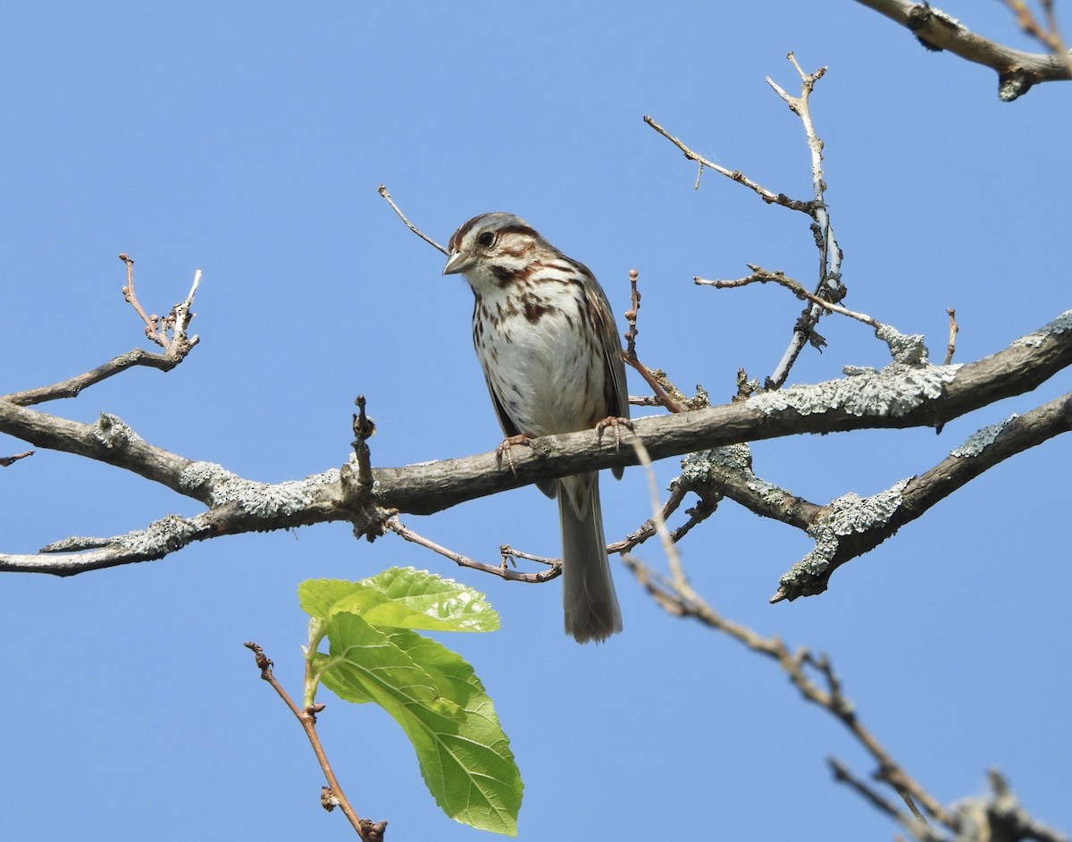 Song Sparrow - ML619635572