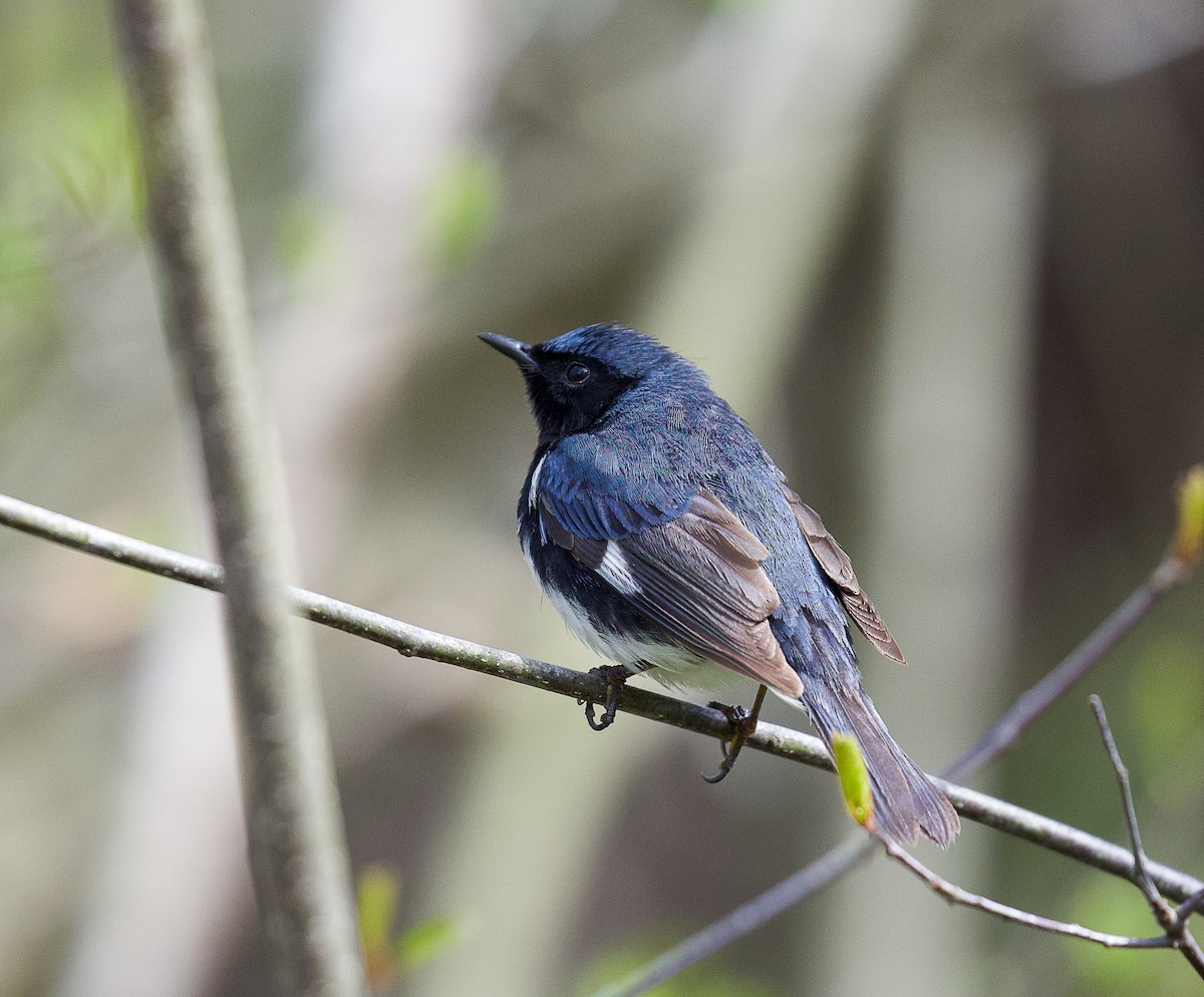 Black-throated Blue Warbler - Jason Barcus