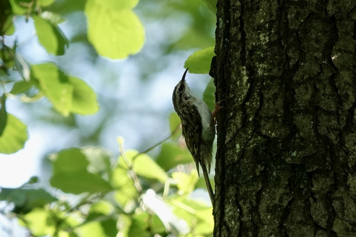 Eurasian Treecreeper - ML619635579