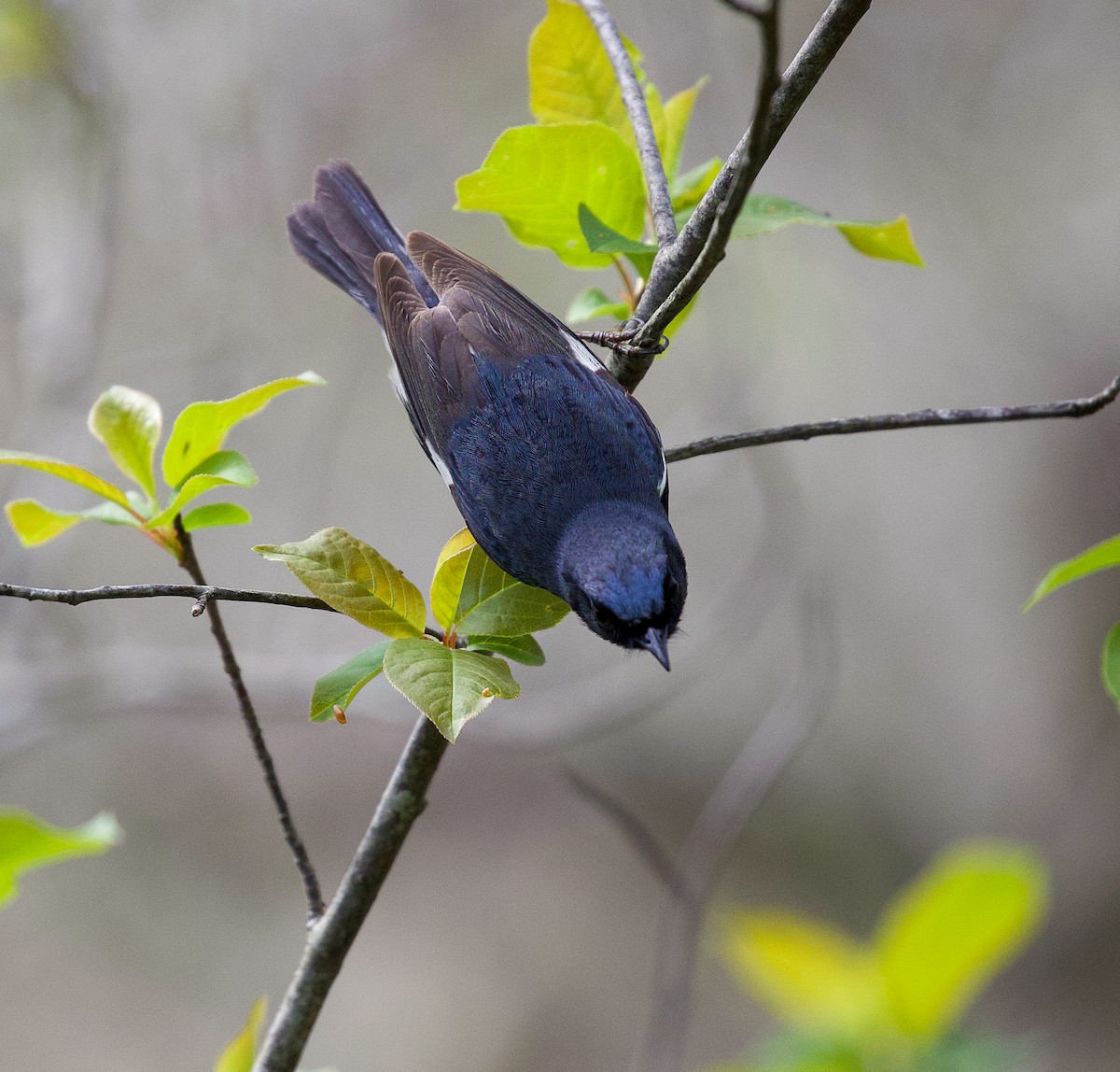 Black-throated Blue Warbler - ML619635580