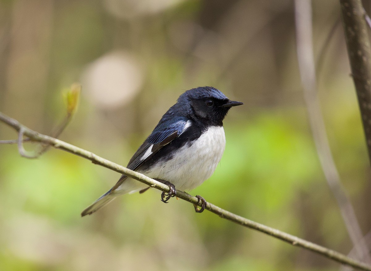 Black-throated Blue Warbler - Jason Barcus
