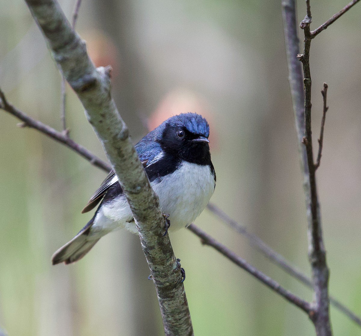 Black-throated Blue Warbler - Jason Barcus