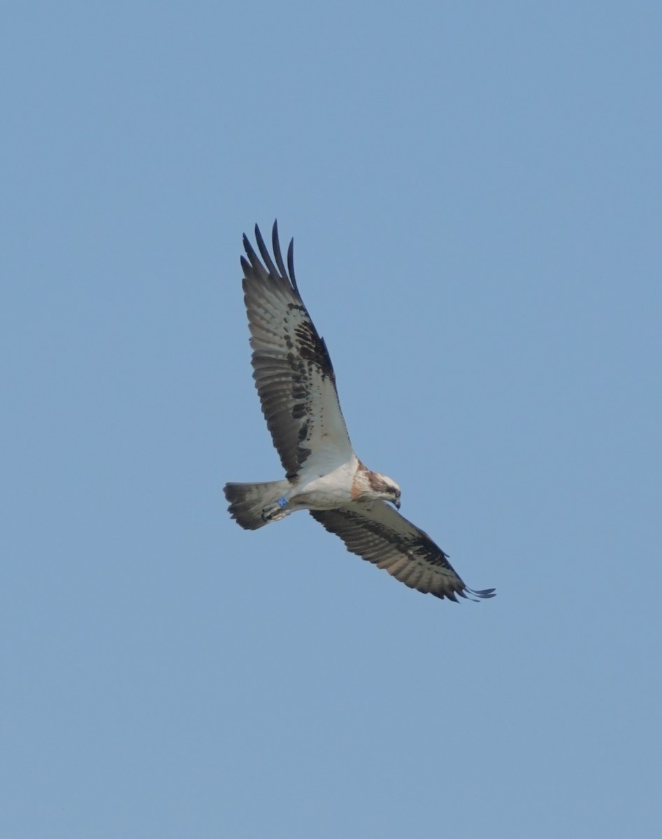 Osprey - ML619635585