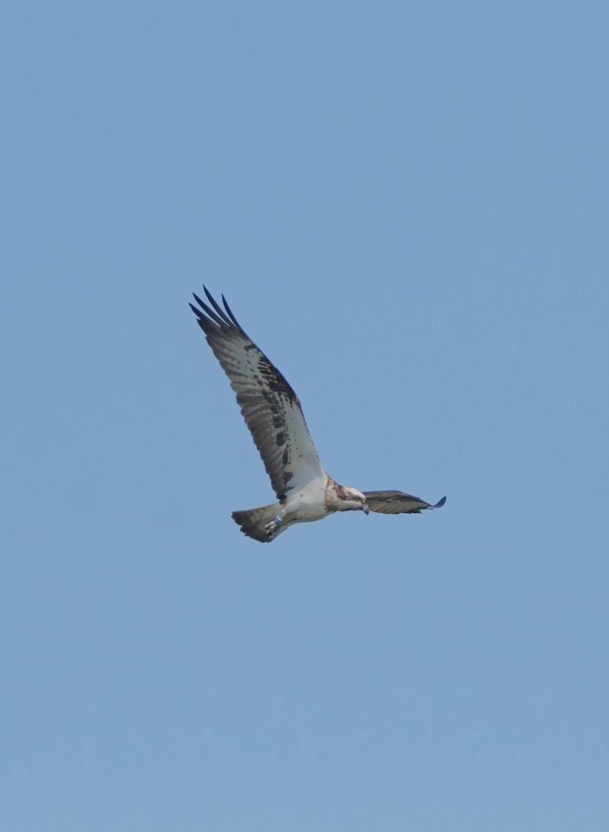 Osprey - Colin Barrett