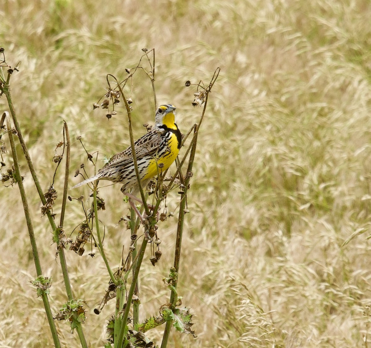 Eastern Meadowlark - Anita Otal