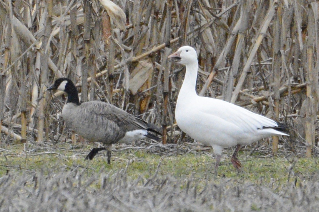 Cackling Goose - Ian Teaell