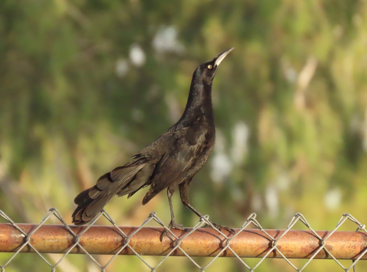 Great-tailed Grackle - Mark Stevenson