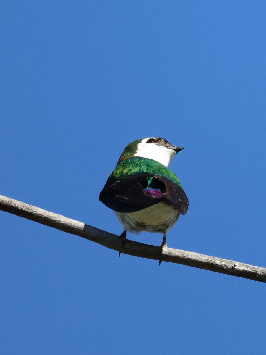Violet-green Swallow - Michelle Rucker