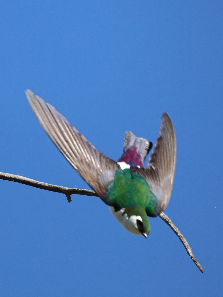 Violet-green Swallow - Michelle Rucker