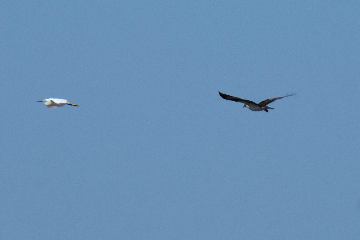 Osprey - Cindy Gimbert