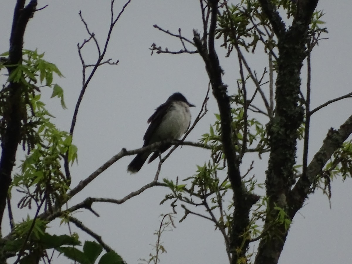 Eastern Kingbird - Ray Dunkelberg