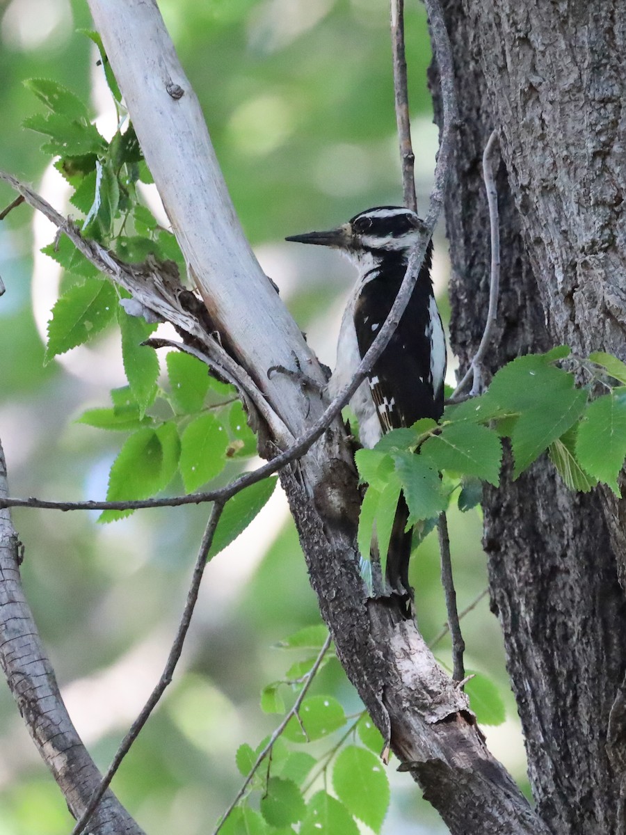 Hairy Woodpecker - Michelle Rucker