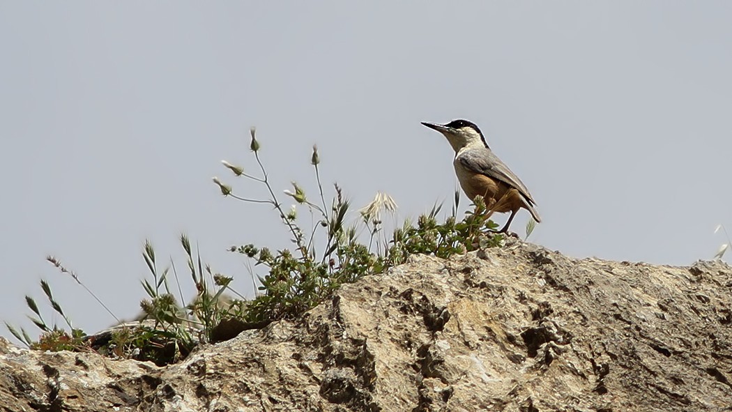 Eastern Rock Nuthatch - ML619635609