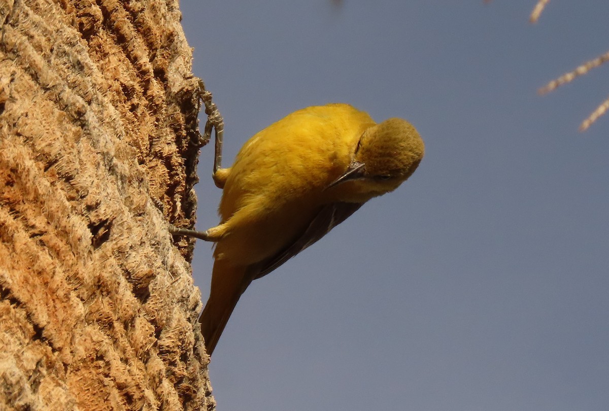 Hooded Oriole (nelsoni Group) - Mark Stevenson