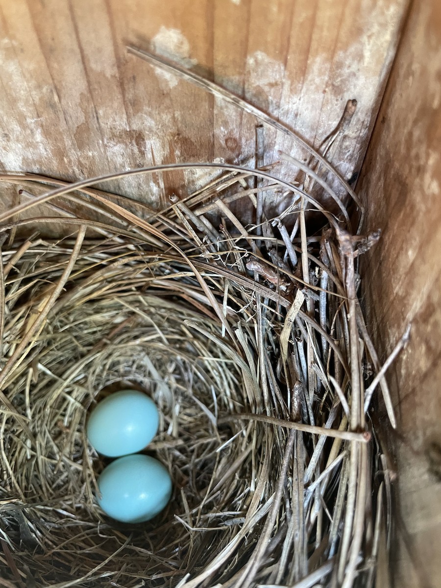 Eastern Bluebird - ML619635611