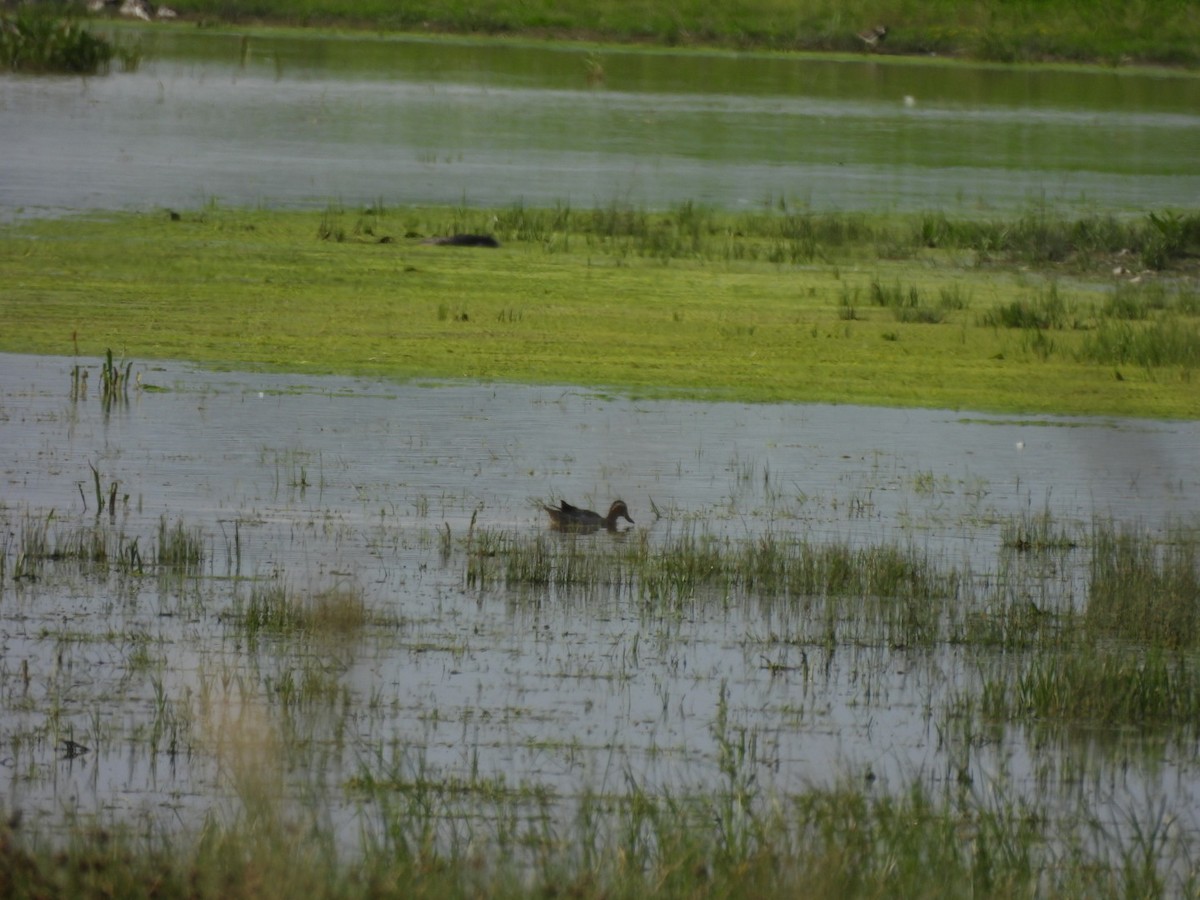 Garganey - Zuzana Kobesova