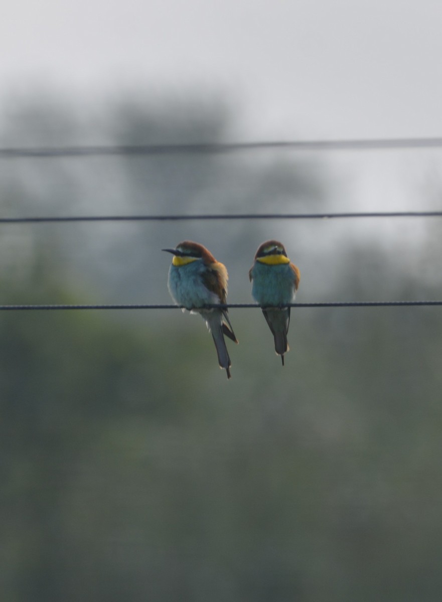 European Bee-eater - Dominique Blanc