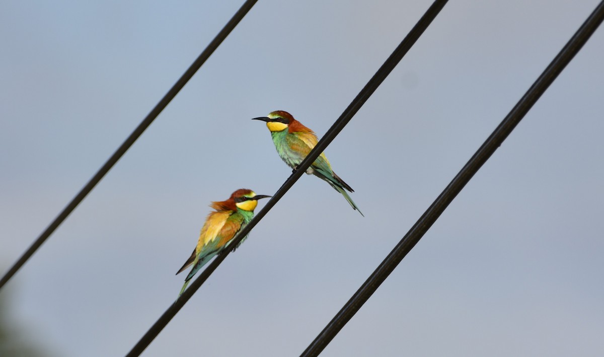 European Bee-eater - Dominique Blanc