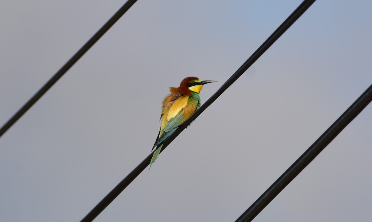 European Bee-eater - Dominique Blanc