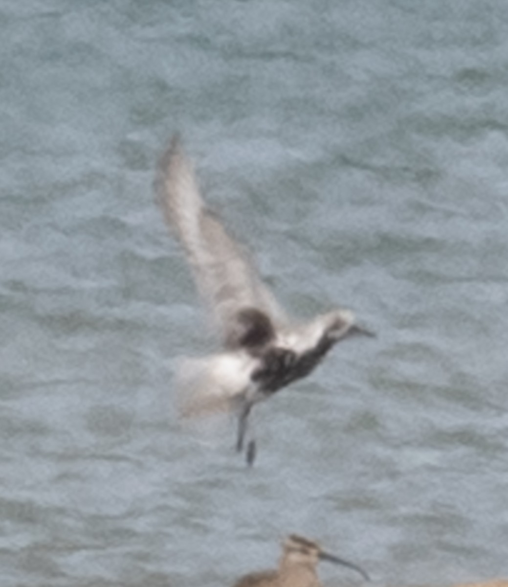 Black-bellied Plover - Lynn Chapman