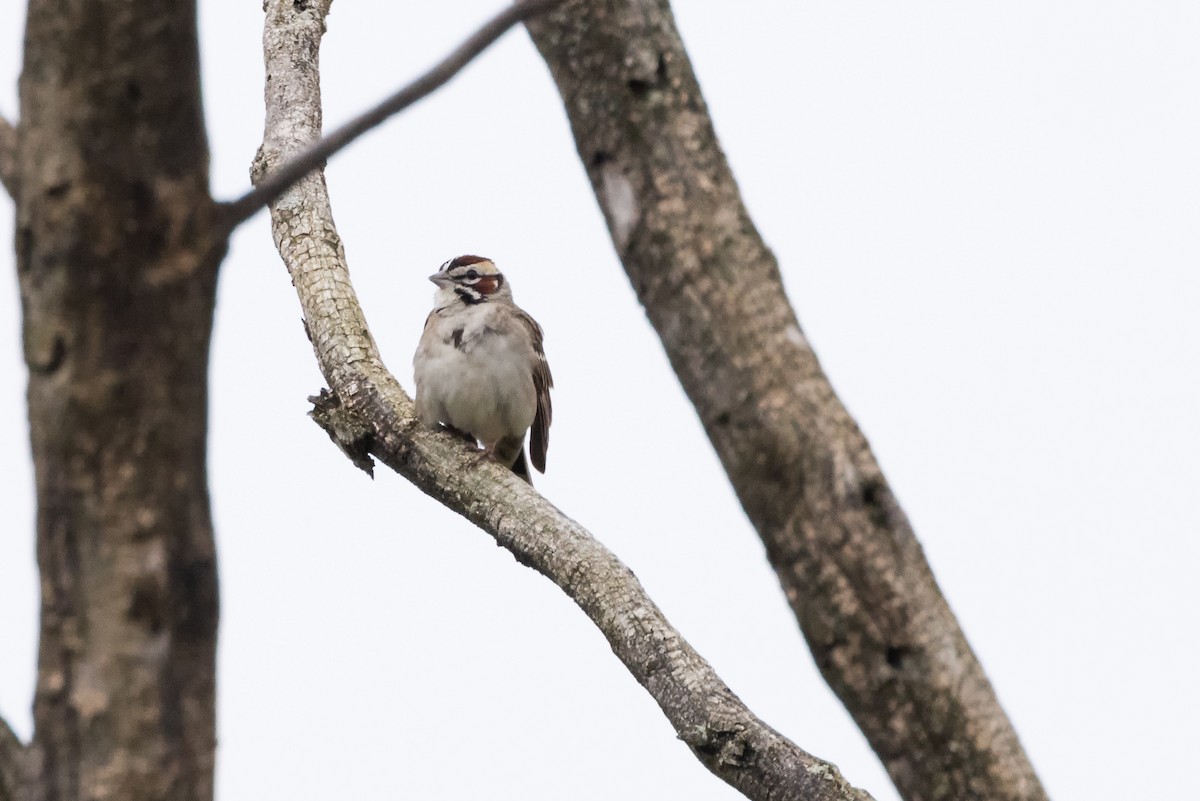 Lark Sparrow - Kees de Mooy