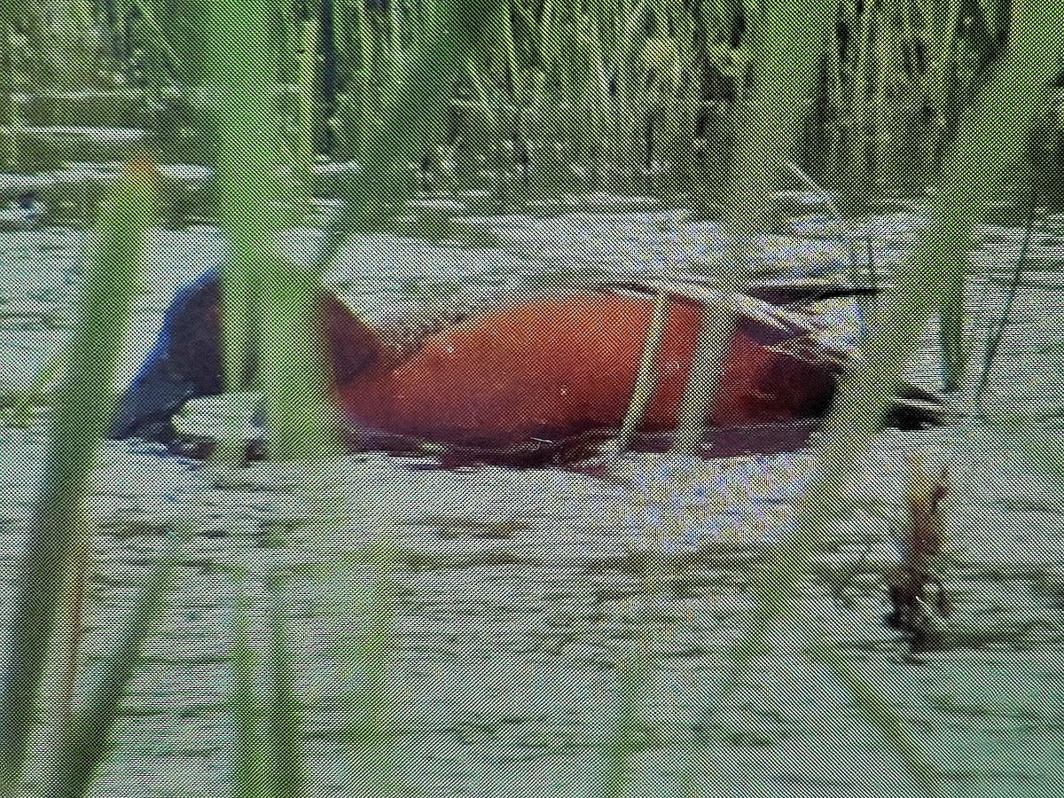 Cinnamon Teal - Free Range Human