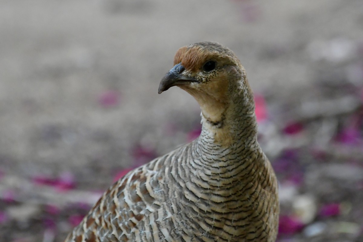 Gray Francolin - ML619635635