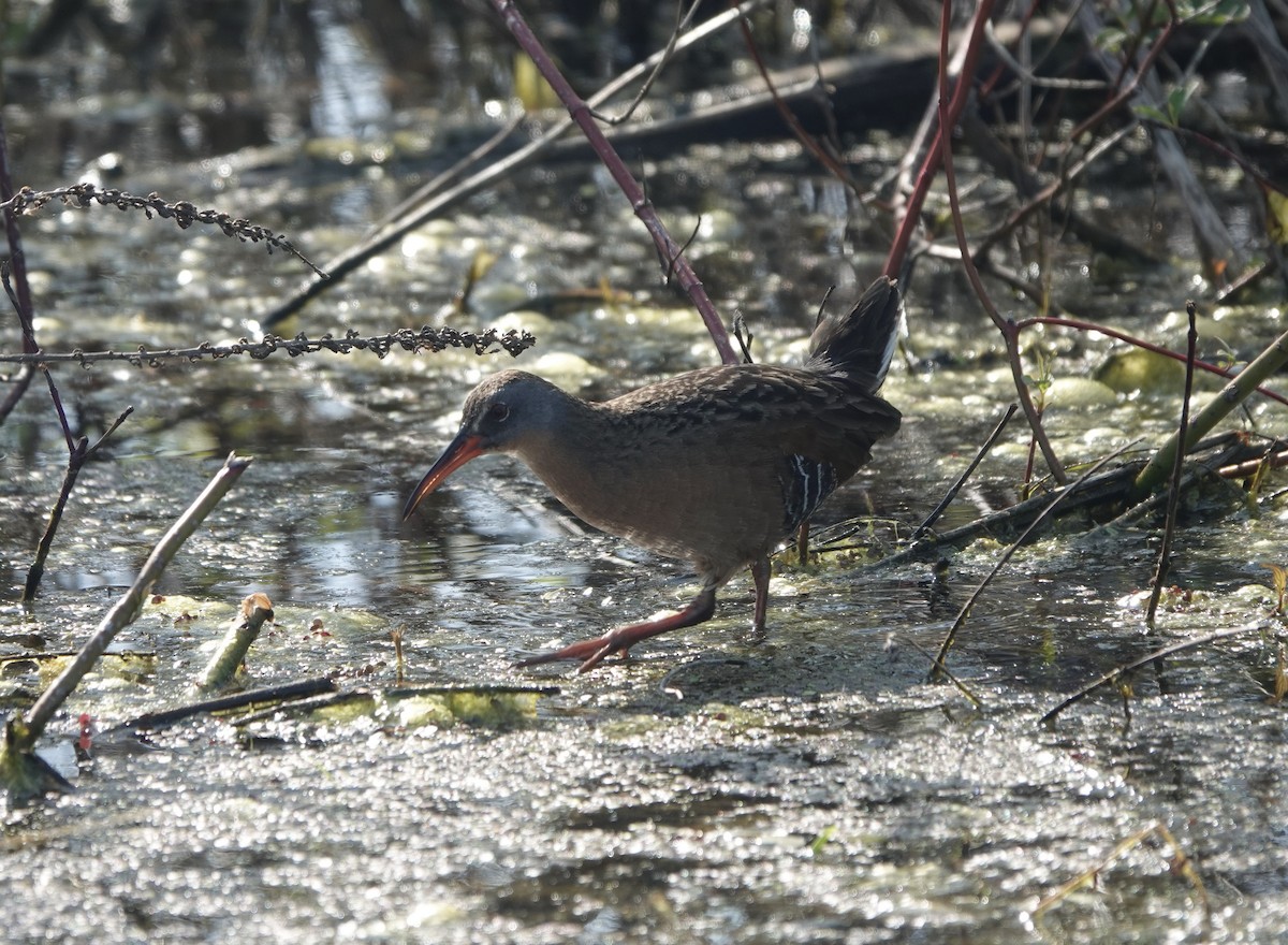 Virginia Rail - Sylvie Vanier🦩